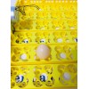 Автоматический лоток для перепелиных, утиных, индюшиных яиц